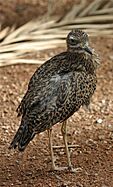 Cape Thick-knee at the Henry Doorly Zoo, Omaha, Nebraska (2006-09-30)