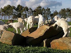 Cashmere Goat Kids at play