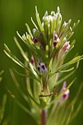 Castilleja brevistyla.jpg