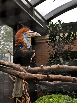 Ceratogymna elata -Hong Kong Zoo-8a