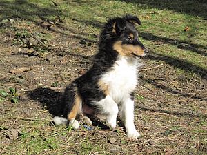 Chiot berger des shetland