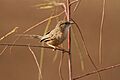 Common Babbler David Raju