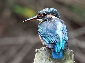 Common Kingfisher I IMG 8014