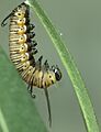 Common crow beginning of pupation