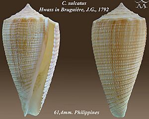 Conus sulcatus 2.jpg