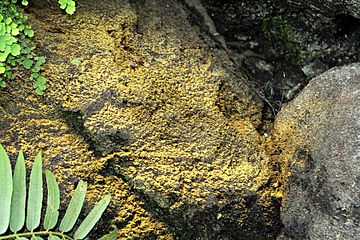 Cyathea smithii6