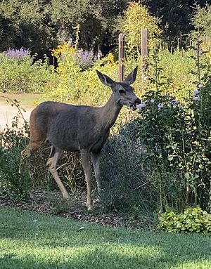 Deer descanso