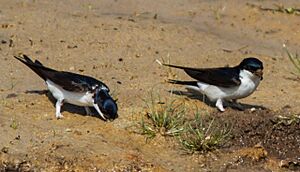 Delichon urbicum -Midtjylland, Denmark-8