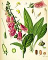 Digitalis purpurea Koehler drawing