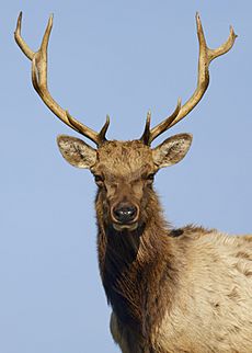 Dominant tule elk bull, Point Reyes National Seashore