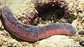 Edible Sea Cucumber (Holothuria edulis)