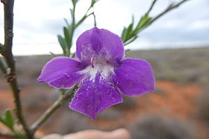 Eremophila attenuata.jpg