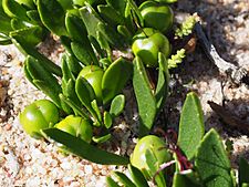 Eremophila serpens fruits