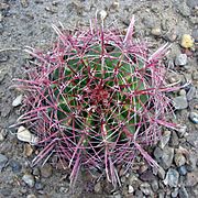 Ferocactus wislizenii 01