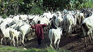 Fulani herdsman