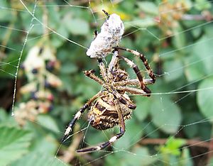 Garden orb weaver05