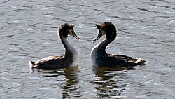 Great Crested Grebe (Podiceps cristatus) (1)