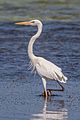 Great blue heron (Ardea herodias occidentalis) white form