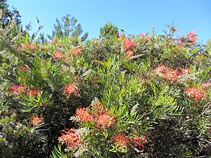 Grevillea 'Robyn Gordon' (8044789934)