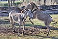 Grevy's zebras dzs