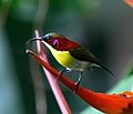 Handsome sunbird