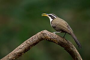 Indian scimitar babbler dandeli