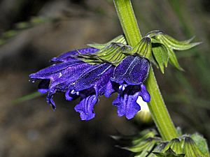 Lamiaceae - Horminum pyrenaicum.jpg