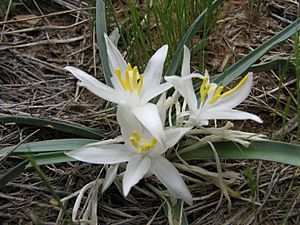 Leucocrinum montanum.jpg