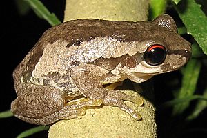 Litoria dentata2.jpg