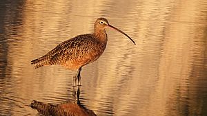 Long-billed Curlew in Goleta