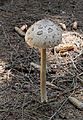 Macrolepiota procera 2011 G1