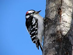 MaleDownywoodpecker