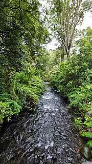 Mangateitei Stream, Ohakune