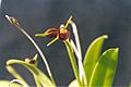 Masdevallia bicolor