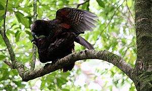 Mating kaka