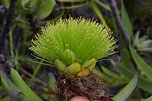 Melaleuca dawsonii 1.jpg