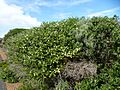 Melaleuca ringens (habit)