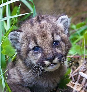 Mountain lion kitten P-54