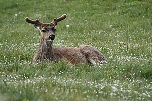 Odocoileus hemionus 5444