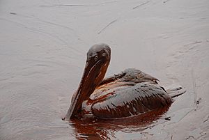 Oiled Pelicans