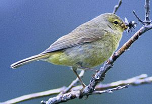 Orangecrownedwarbler27.jpg