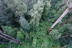 Otway Fly Treetop Walk 2010