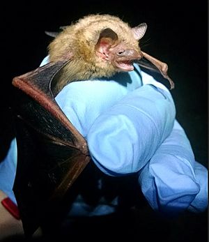 The image depicts a small bat sleeping on a cave wall