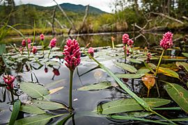 Persicaria amphibia stipulacea