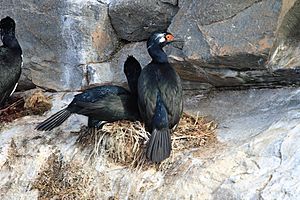 Phalacrocorax magellanicus