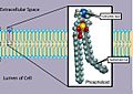 Phospholipid TvanBrussel.edit