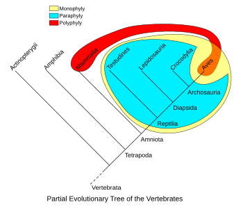 Phylogenetic-Groups-Rev