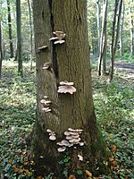 Pleurotus ostreatus JPG6