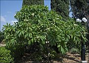 Plumeria--Bahai-Gardens-Akko-IZE-0031