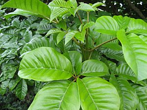 PuririLeaves